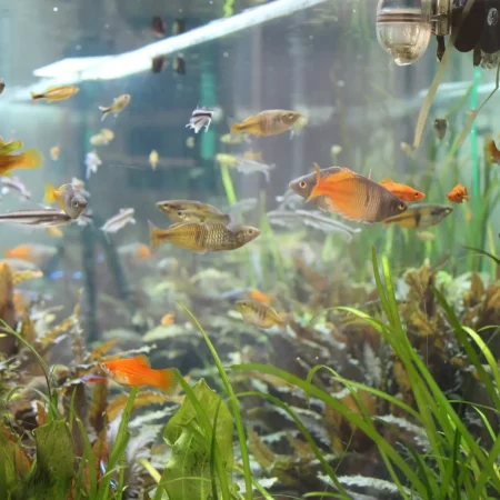 Aquarium in Behandlungsraum 1