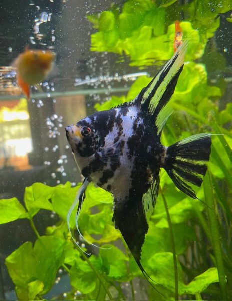 Blick aus dem Praxisaquarium