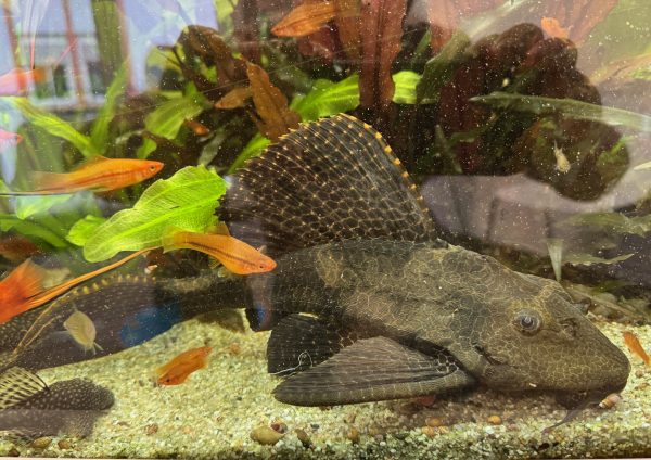 Praxis-Welz und Kinderliebling